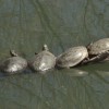 Turtles on log